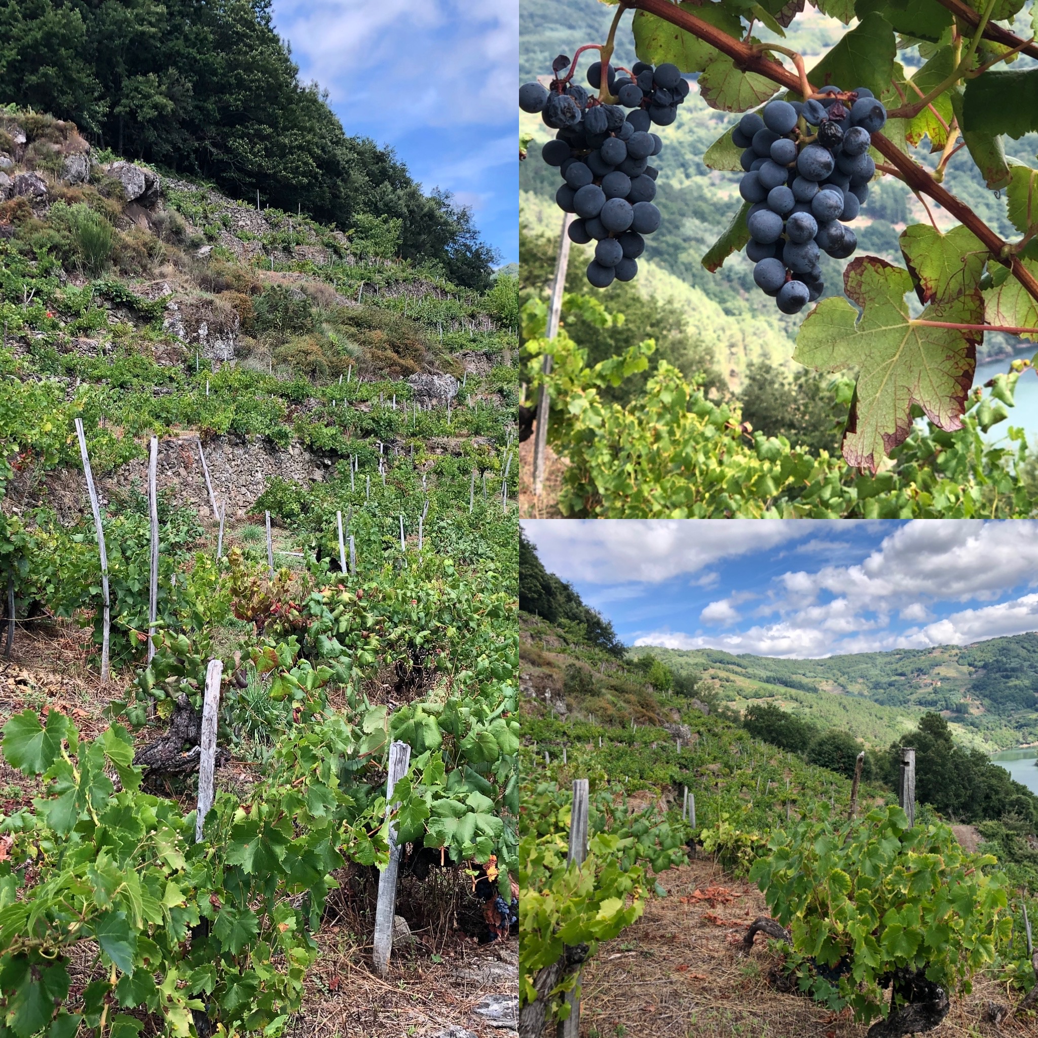 Quinta do Estranxeiro